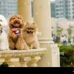Everything_you_need_to_know_about_bichon_frise_pomeranian