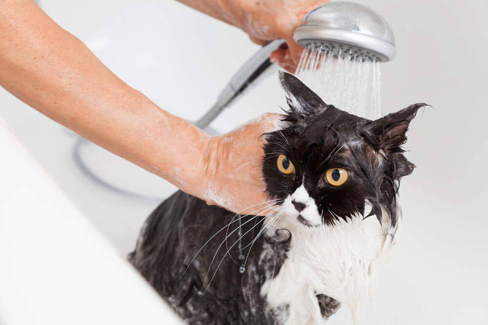 Expert Cat Flea Bath Services