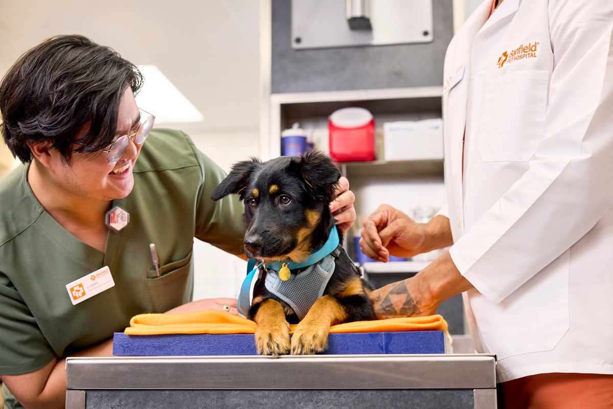 Expert Veterinarian Care at Banfield Pet Hospital - Waterford Lakes_ Orlando FL