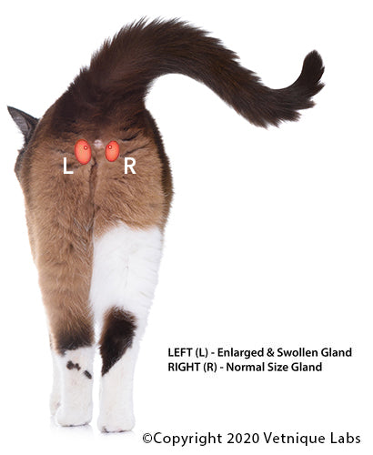 Expression of Anal Glands in Cats