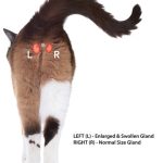 Expression_of_anal_glands_in_cats