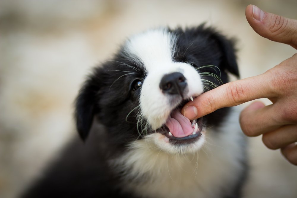 Hard Biting in 10 Month Old Puppies_ Understanding the Cause and Solution