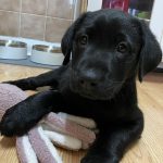Hard_biting_in_10_month_old_puppies_understanding_the_cause_and_solution