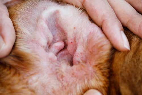How to Bump In a Dog_s Ear