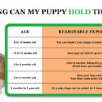 How_often_does_a_5-month-old_puppy_pee_every_hour