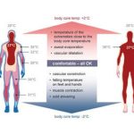 How_perspiration_allows_humans_to_maintain_their_body_temperature_briefly_explained