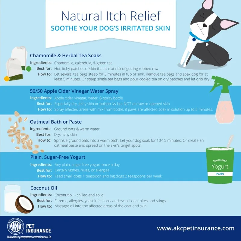 Itchy Dogs_ Natural Relief with ACV _ Green Tea Spray