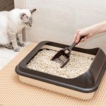 Loose_stools_a_common_issue_for_cats_called_cat_has_loose_stools_all_the_time