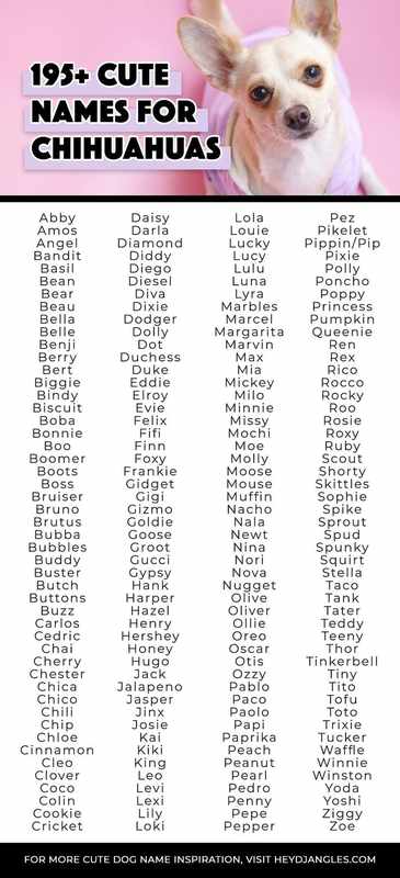 Male Chihuahua Boy Dog Names