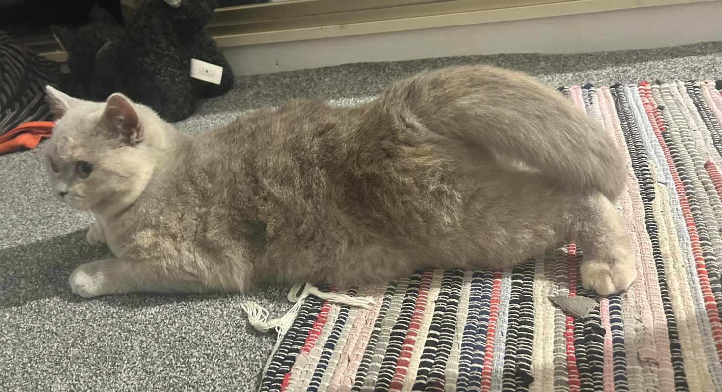 4 Month Old Female Kitten in Heat