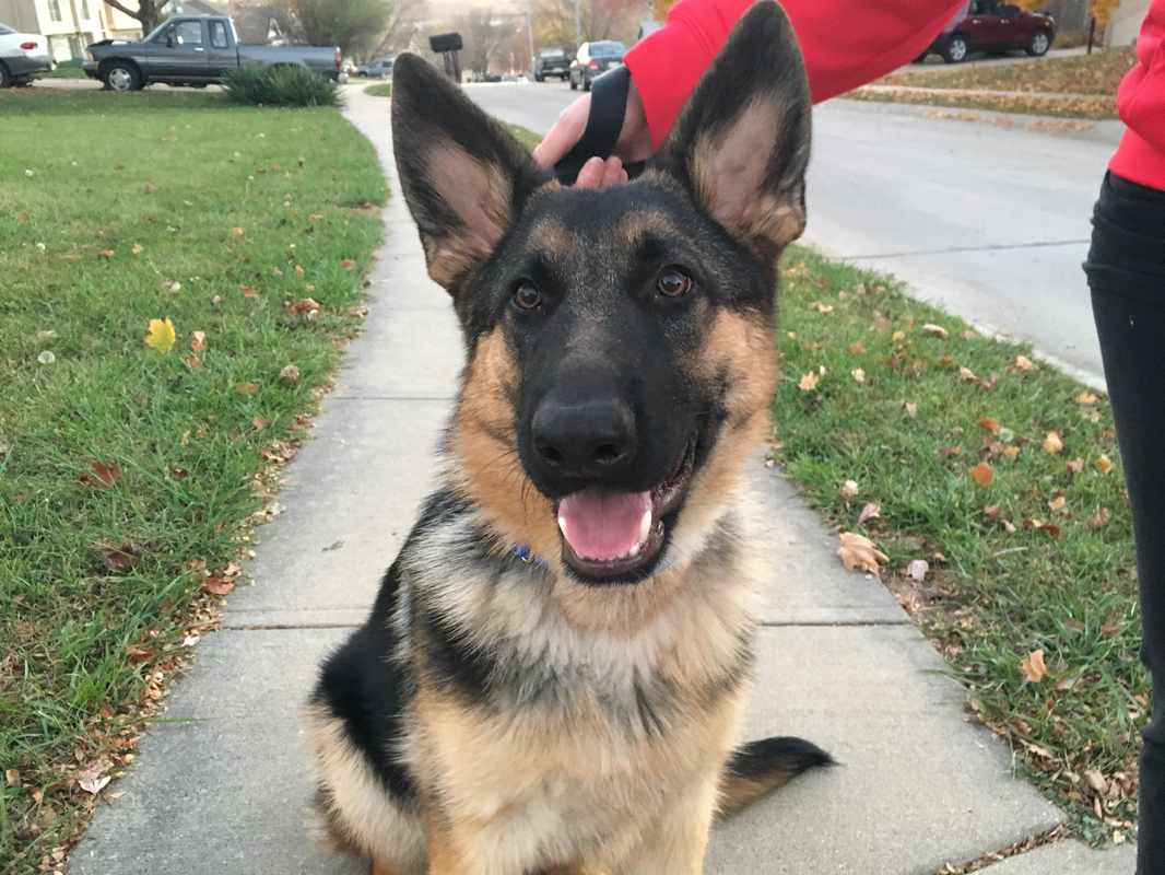 5 Month Old German Shepherd Puppy Behavior