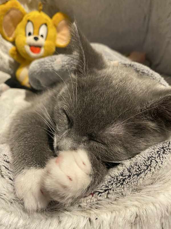 7 Month Old Kitten Won_t Play_ Sleeps All the Time