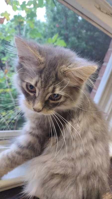 3 Month Old Kitten Won_t Use Litter Box