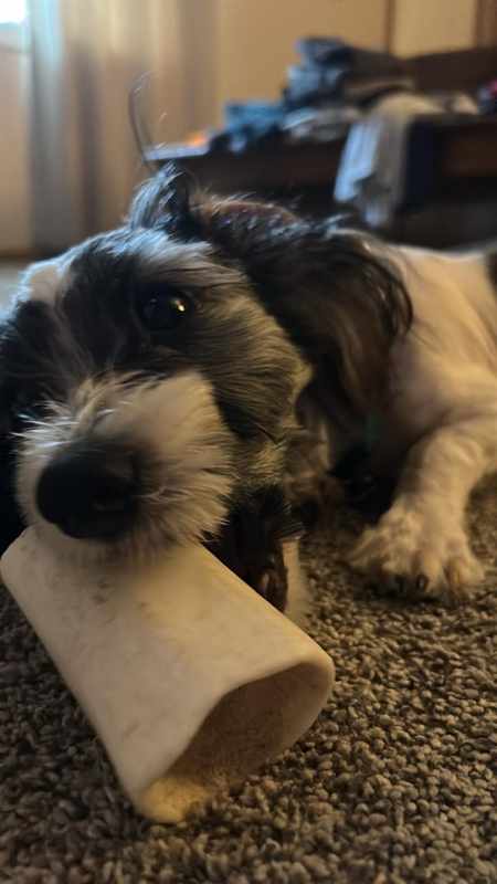 5 Month Old Male Havanese Puppy Peed In His
