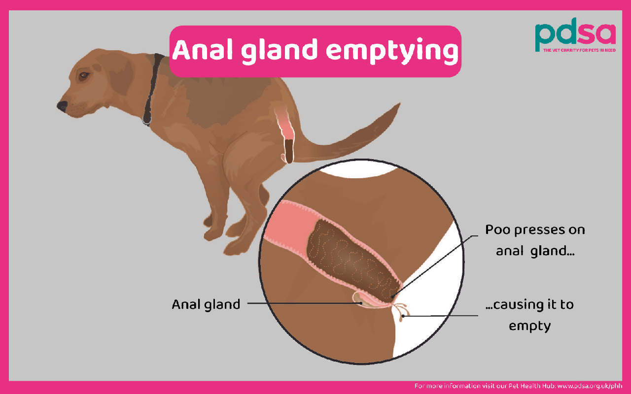 Problems with Anal Glands in Dogs
