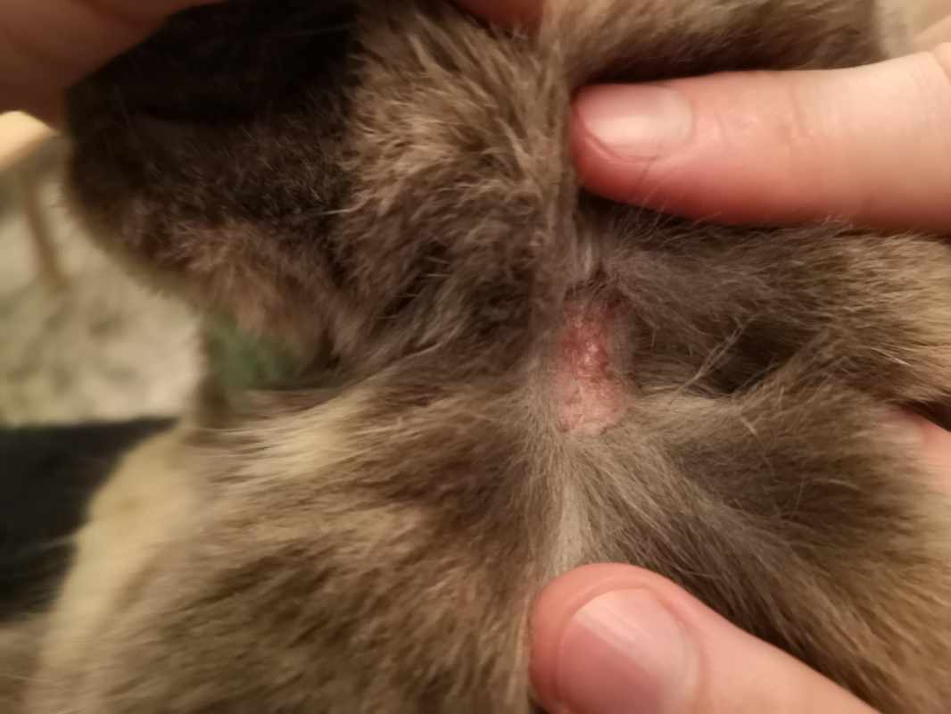 Scabs on Neck_ Cat Has Scab