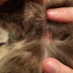Scabs_on_neck_cat_has_scab