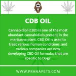 Seizures in Dogs Using Belladonna as a Treatment Option_1