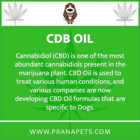 Seizures in Dogs_ Using Belladonna as a Treatment Option