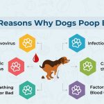 Sometimes_bloody_stools_in_a_15-year-old_dog