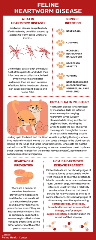 Stool Blood Signs of Feline Health Issue in Cats