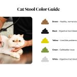 Stool_blood_signs_of_feline_health_issue_in_cats