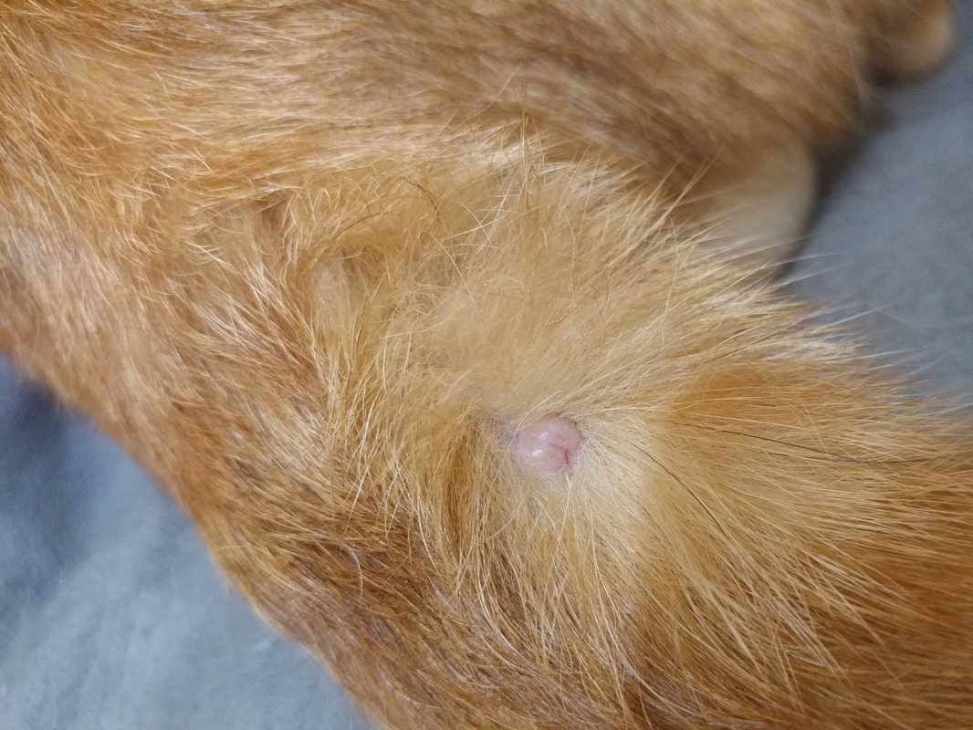 Surprising Bumps on Cat_s Back Near Tail