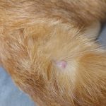 Surprising_bumps_on_cat_s_back_near_tail