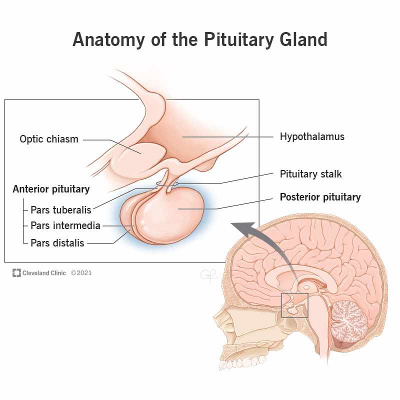 The Anterior Part of the Pituitary Gland Secreates Which Hormones_