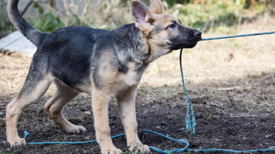 The Average Weight of an 8-Month German Shepherd