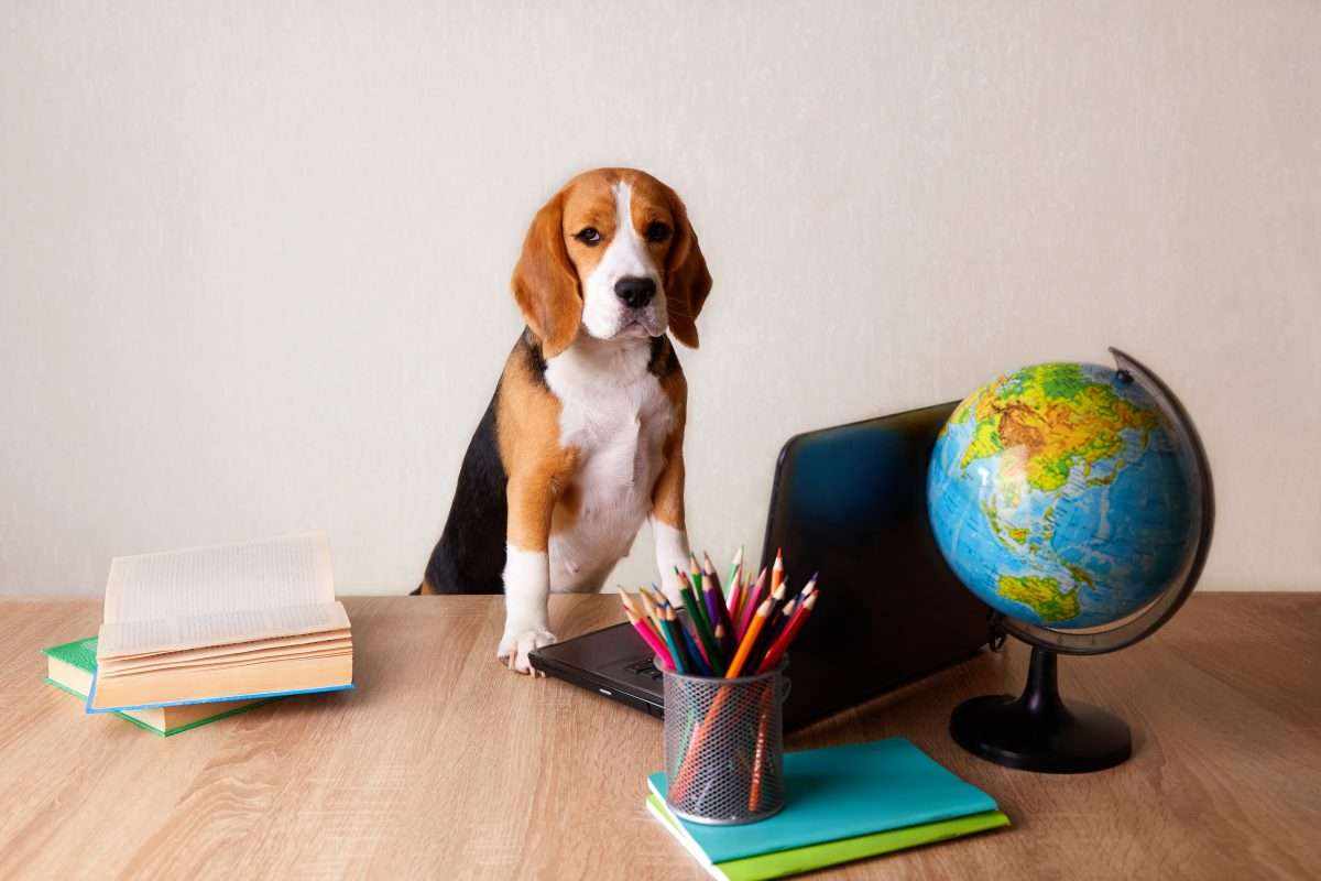 The Best Apartment Dogs for College Students