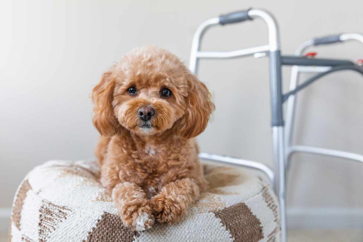 The Best Dog Breed For Retirees