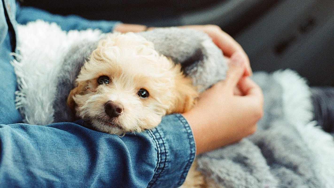 The Best Dog Breeds for Families with Allergies