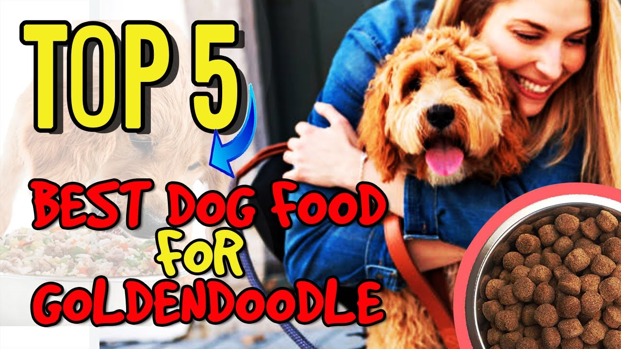 The Best Dog Food for Goldendoodle Puppy