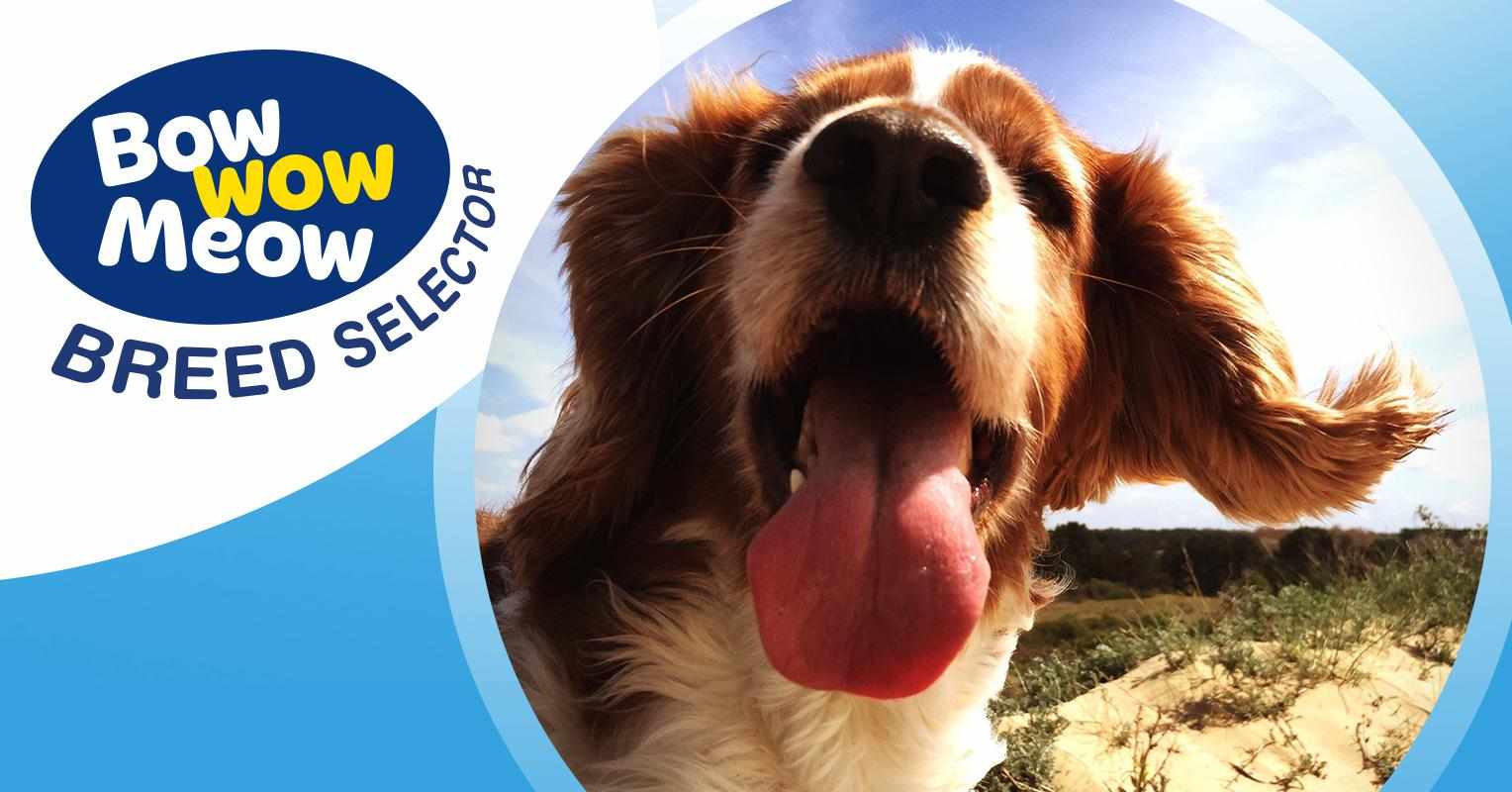 The Best Dog For Me Personality Test