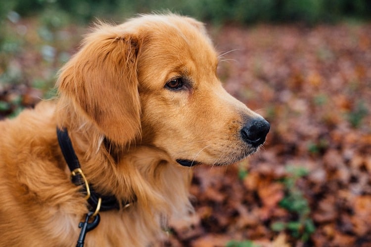 The Best Dogs For A College Student