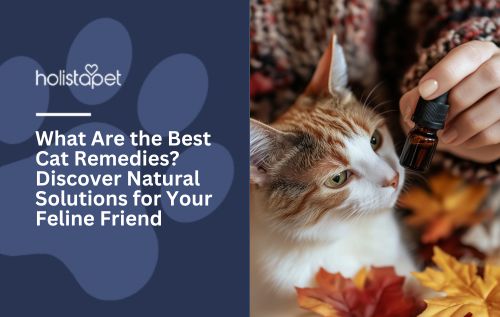 The Best Dry Cat Food for Constipation_ A Solution for Your Feline Friend