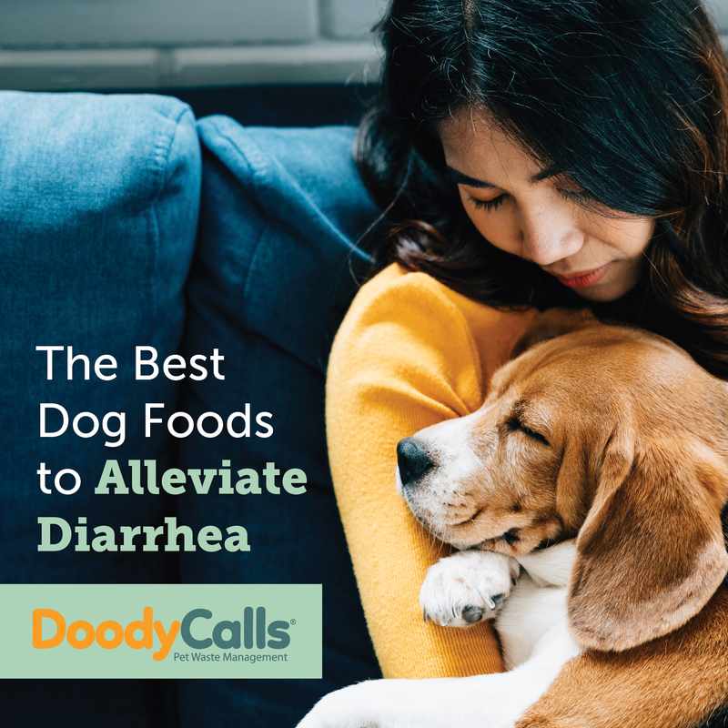 The Best Food for Puppy with Diarrhea