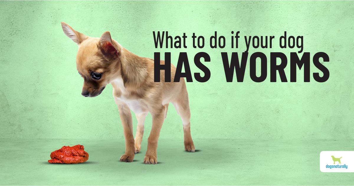 The Best Home Remedy For Worms In Dogs