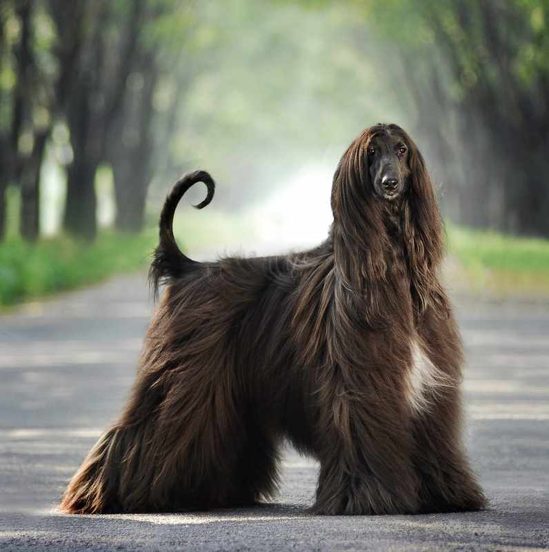 The Best Medium Breed Dogs for Families