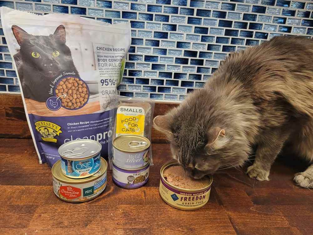The Best Moist Cat Food for Senior Cats