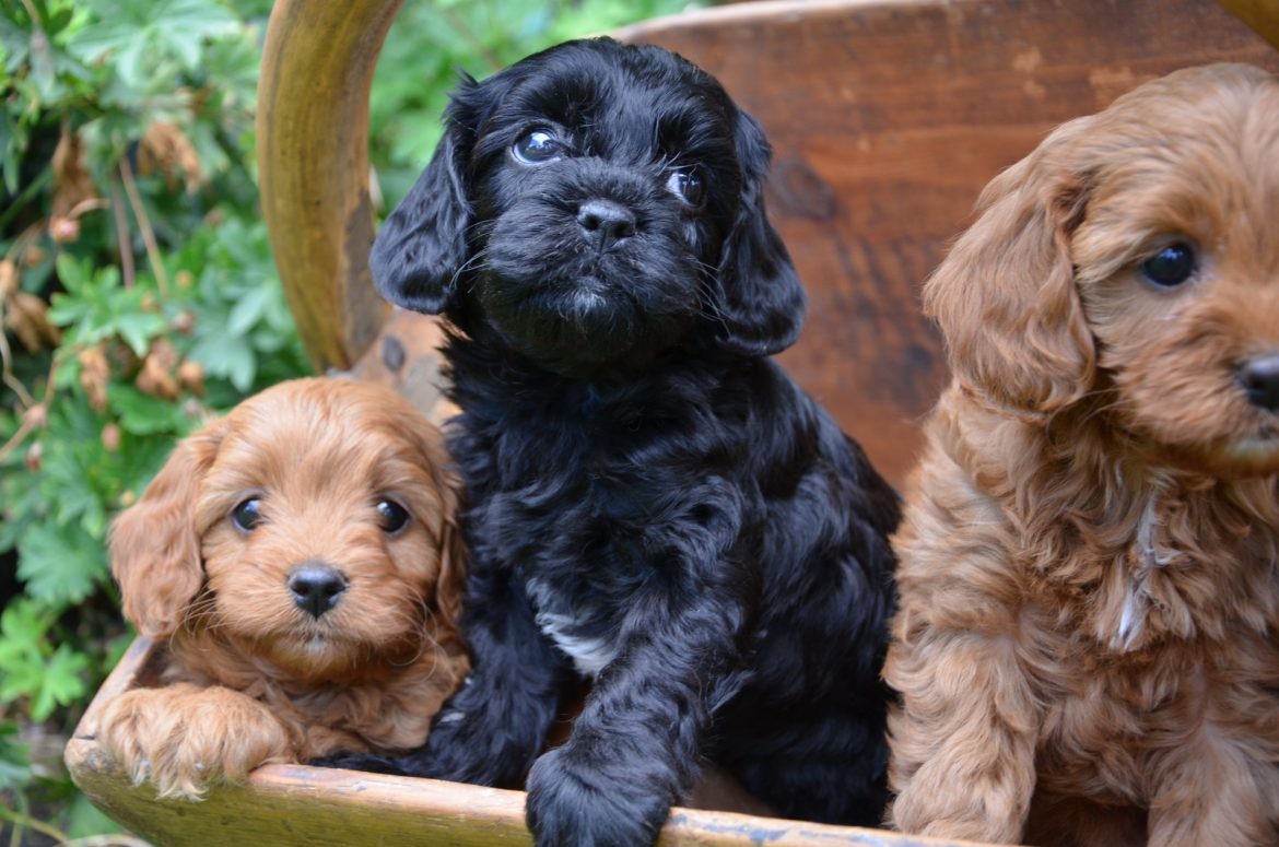 The Best Small Indoor Family Dog