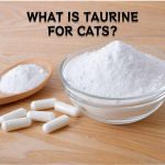 The Best Source of Taurine for Dogs_1