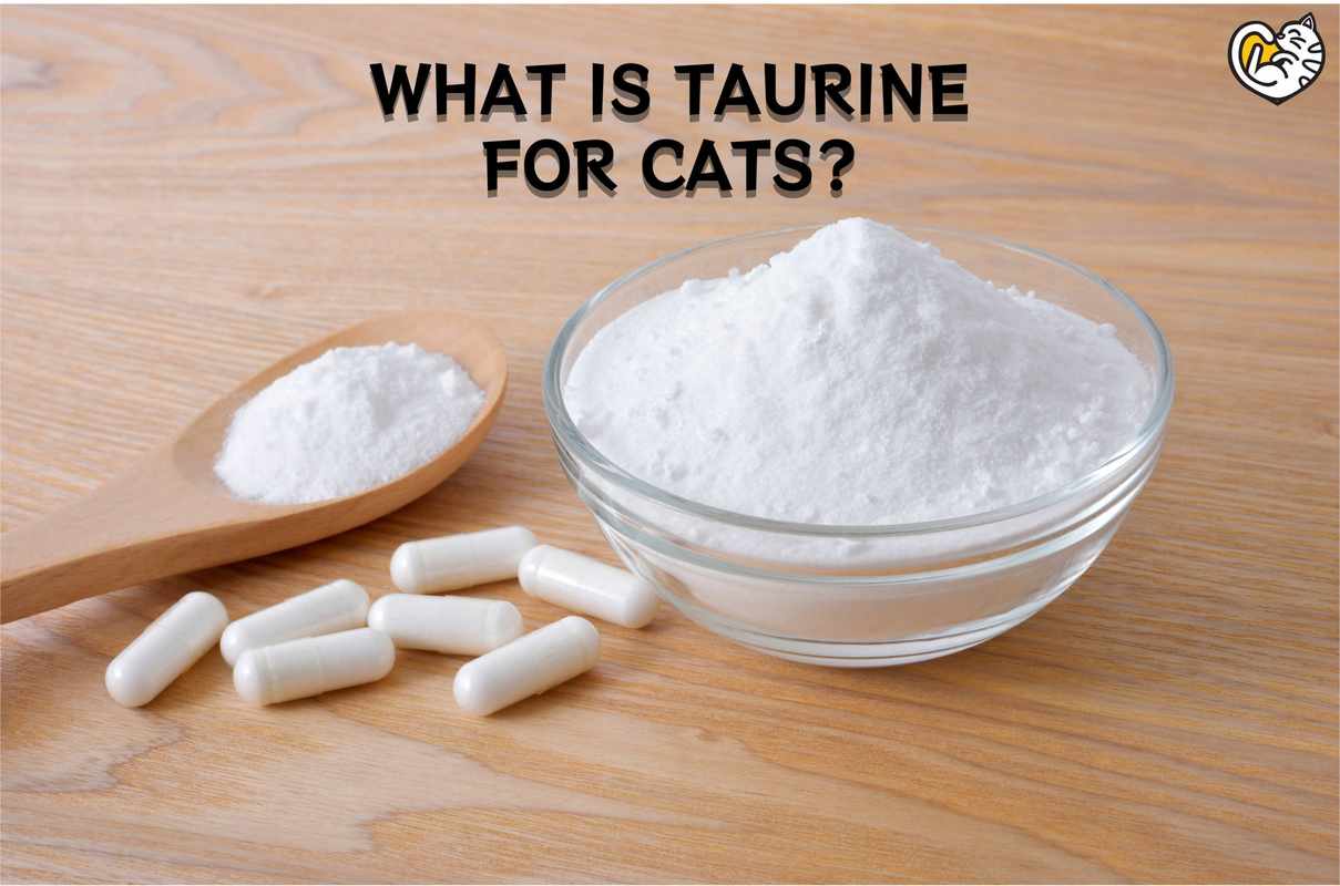 The Best Source of Taurine for Dogs