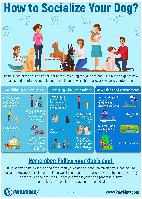The Best Way to Socialize Dogs
