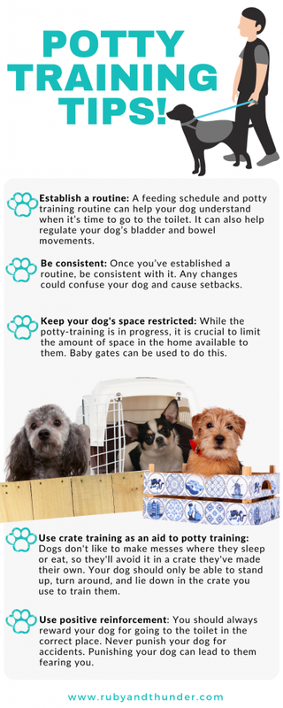 The Best Ways to House Train a Puppy