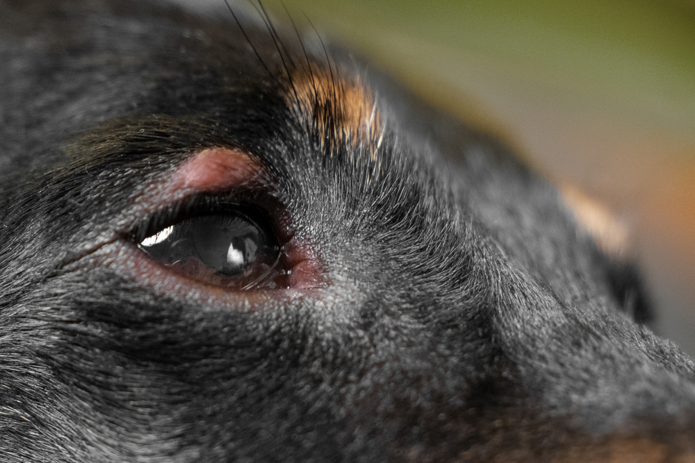 The Bump Near Dog Eye