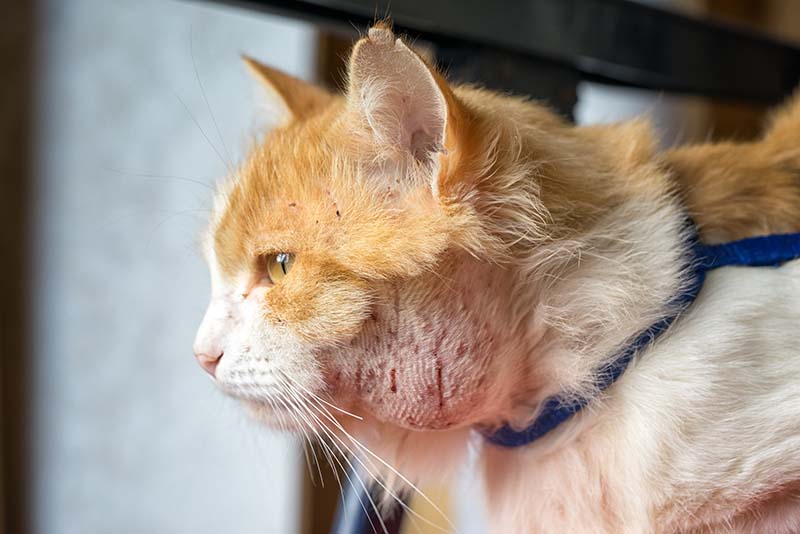The Bumps On Cats Back