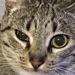 The Cat Eye Watery and Squinted_1