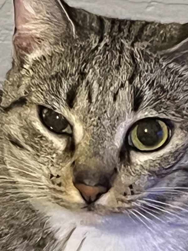 The Cat Eye_ Watery and Squinted
